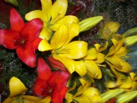 /album/foto-tsvetochnyj-mir/a100-0493-jpg/