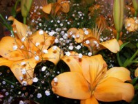 /album/foto-tsvetochnyj-mir/a100-0499-jpg/