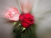 /album/foto-tsvetochnyj-mir/a100-2935-jpg/