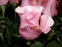 /album/foto-tsvetochnyj-mir/a100-3019-jpg/