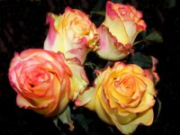 /album/foto-tsvetochnyj-mir/a100-3030-jpg/