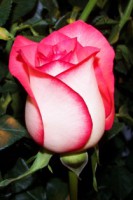 /album/foto-tsvetochnyj-mir/a100-3032-jpg/