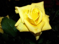 /album/foto-tsvetochnyj-mir/a100-3042-jpg/