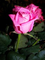 /album/foto-tsvetochnyj-mir/a100-3050-jpg/