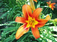 /album/foto-tsvetochnyj-mir/a100-5884-jpg/