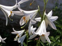 /album/foto-tsvetochnyj-mir/a100-5888-jpg/