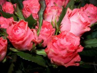 /album/foto-tsvetochnyj-mir/a102-6477-jpg/