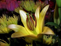 /album/foto-tsvetochnyj-mir/a102-6482-jpg/