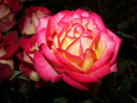 /album/foto-tsvetochnyj-mir/a102-6490-jpg/