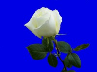 /album/foto-tsvetochnyj-mir/a102-6498-jpg/