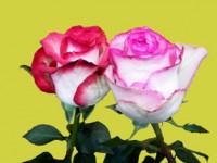 /album/foto-tsvetochnyj-mir/a102-6514-jpg/