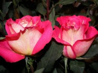 /album/foto-tsvetochnyj-mir/bvc-jpg/