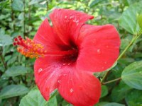 /album/foto-tsvetochnyj-mir/dsc00626-jpg1/