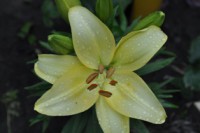 /album/foto-tsvetochnyj-mir/dsc-1163-jpg/