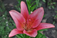 /album/foto-tsvetochnyj-mir/dsc-1167-jpg/