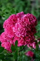 /album/foto-tsvetochnyj-mir/dsc-1184-jpg/