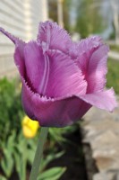 /album/foto-tsvetochnyj-mir/dsc-2730-jpg/