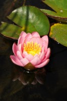 /album/foto-tsvetochnyj-mir/dsc-4223-jpg/