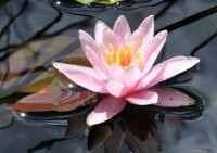 /album/foto-tsvetochnyj-mir/dsc-4224-jpg/