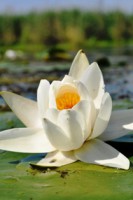 /album/foto-tsvetochnyj-mir/dsc-8135-jpg/