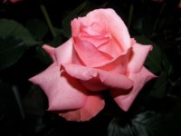 /album/foto-tsvetochnyj-mir/si-jpg/