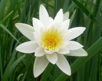 /album/foto-tsvetochnyj-mir/sl370309-jpg/