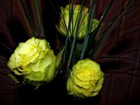 /album/foto-tsvetochnyj-mir/v-jpg/