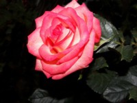 /album/foto-tsvetochnyj-mir/xj-jpg/