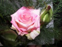 /album/foto-tsvetochnyj-mir/jpg/