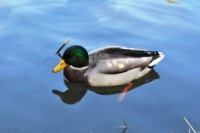 /album/foto-zhivotnyj-mir/dsc-5169-jpg/